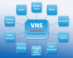 VNS, die Analyse des vegetativen Nervensystems. Sana Vita Lichtenwalde