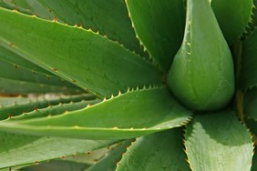  Aloevera Privatpxis Sana-vita Dr. Müller Lichtenwalde